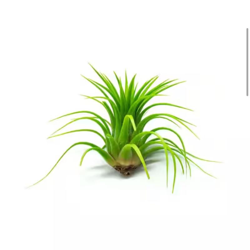 Ionantha Guatemala Tillandsia Air Plant Blue, Guatemala Tillandsia Live Airplant, mini plant, small airplant for display, Healthy Arrival Guaranteed, Great Indoor Plant, Home Decor & Gift