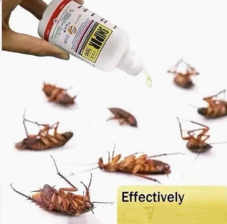 Effective non-toxic solution for cockroaches