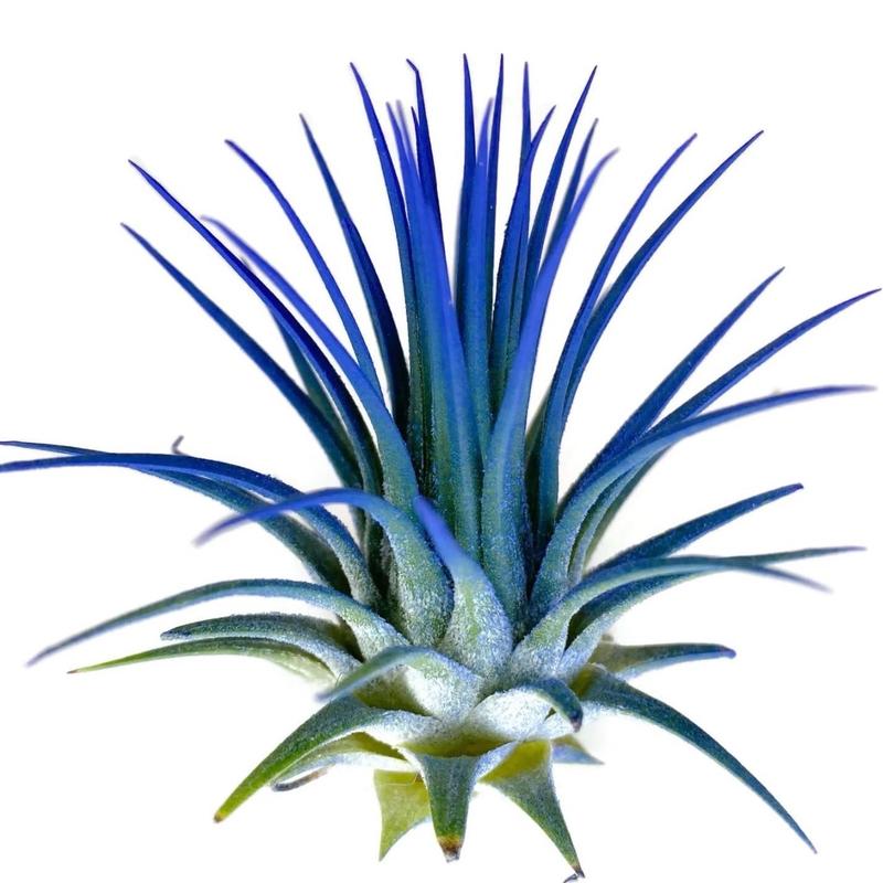 Ionantha Guatemala Tillandsia Air Plant Blue, Guatemala Tillandsia Live Airplant, mini plant, small airplant for display, Healthy Arrival Guaranteed, Great Indoor Plant, Home Decor & Gift