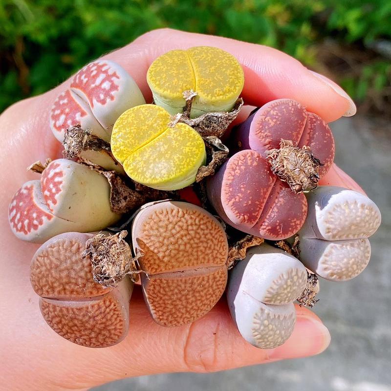 Extra-Large Lithops Live Plants Assortment (1.2