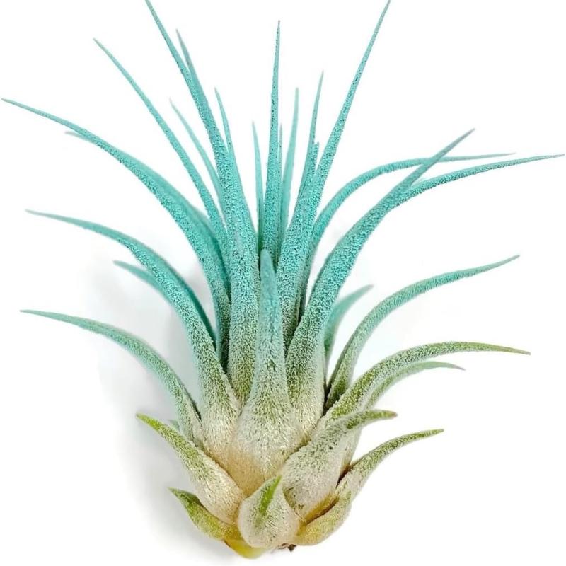 Ionantha Guatemala Tillandsia Air Plant Blue, Guatemala Tillandsia Live Airplant, mini plant, small airplant for display, Healthy Arrival Guaranteed, Great Indoor Plant, Home Decor & Gift