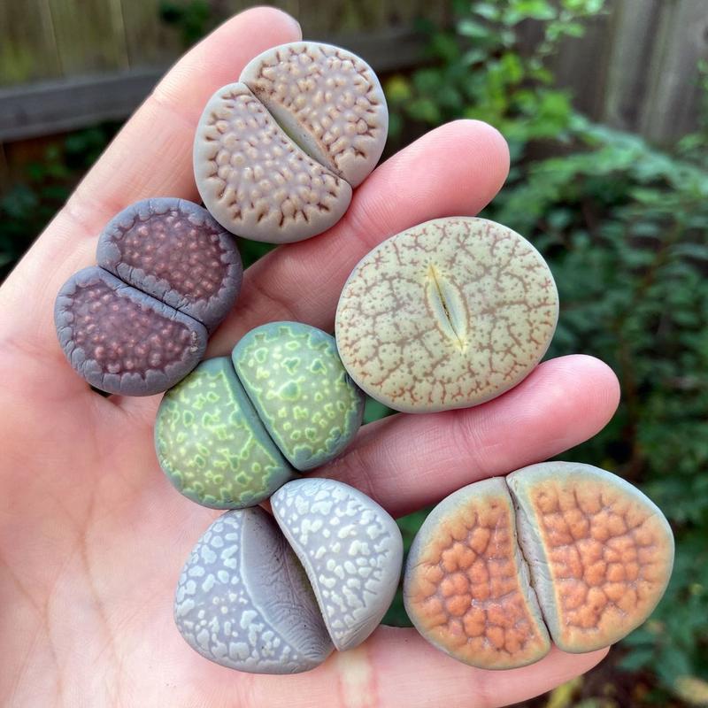 Extra-Large Lithops Live Plants Assortment (1.2