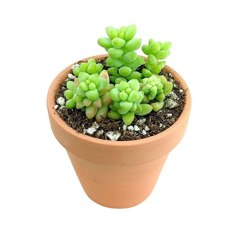 Sedum Donkey's Tail Succulent