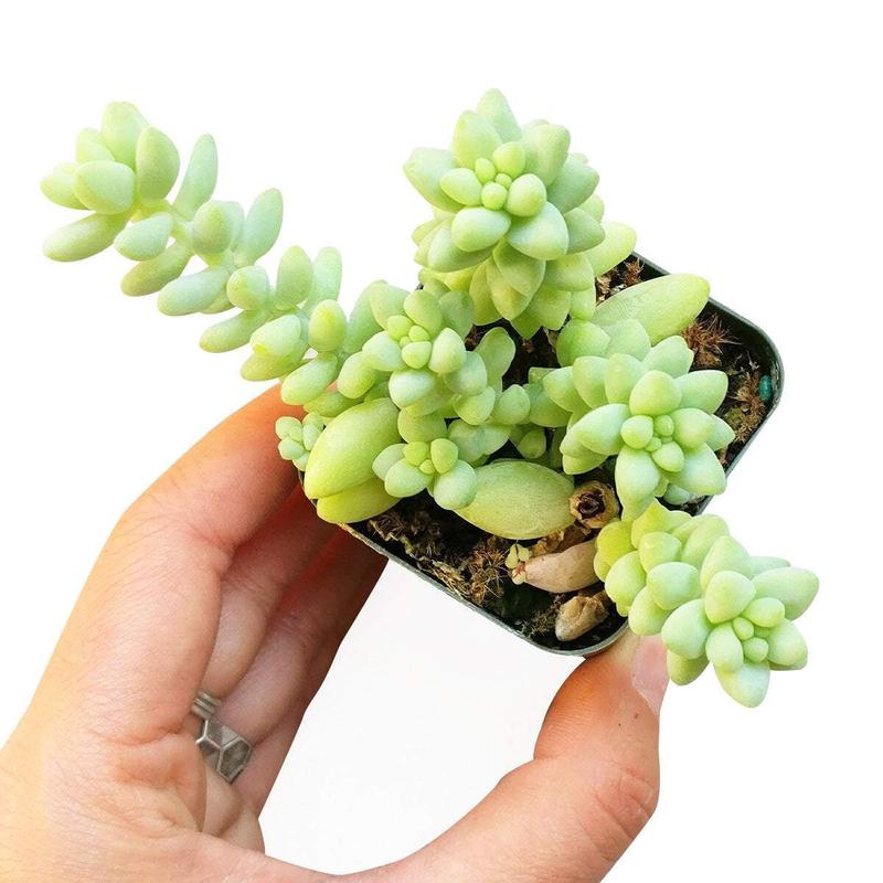 Sedum Donkey's Tail Succulent