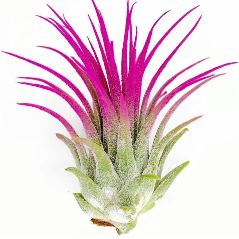 Ionantha Guatemala Tillandsia Air Plant Blue, Guatemala Tillandsia Live Airplant, mini plant, small airplant for display, Healthy Arrival Guaranteed, Great Indoor Plant, Home Decor & Gift