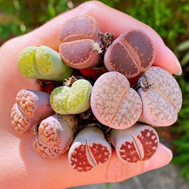 Extra-Large Lithops Live Plants Assortment (1.2