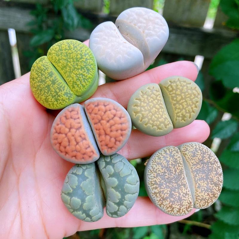 Extra-Large Lithops Live Plants Assortment (1.2