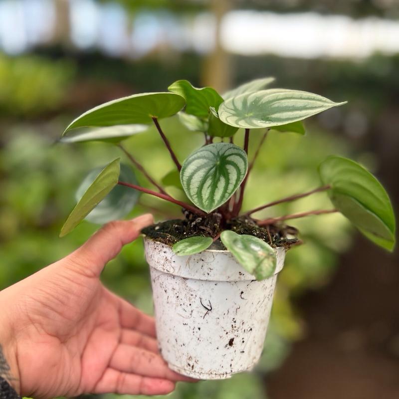 4” watermelon peperomia plant