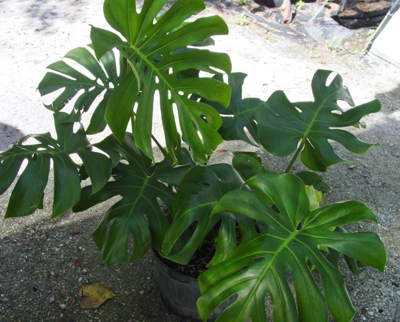 Giant Monstera Deliciosa LIVE PLANT (Swiss Cheese Plant, Ceriman, Cutleaf Philodendron, Mexican Breadfruit) 3ft - shipped from sunny Florida Colorful Decoration Vines Tropical Room Decorative Iron Ornaments Outdoors