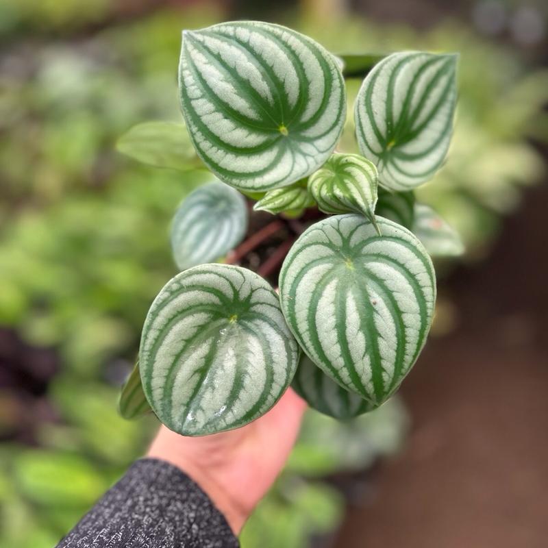 4” watermelon peperomia plant