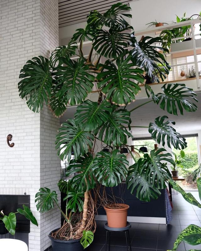 Giant Monstera Deliciosa LIVE PLANT (Swiss Cheese Plant, Ceriman, Cutleaf Philodendron, Mexican Breadfruit) 3ft - shipped from sunny Florida Colorful Decoration Vines Tropical Room Decorative Iron Ornaments Outdoors