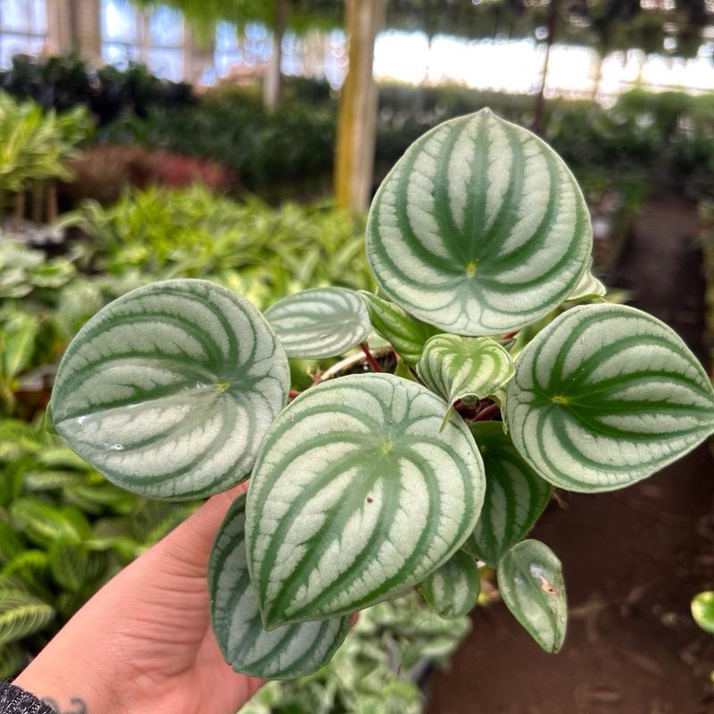 4” watermelon peperomia plant