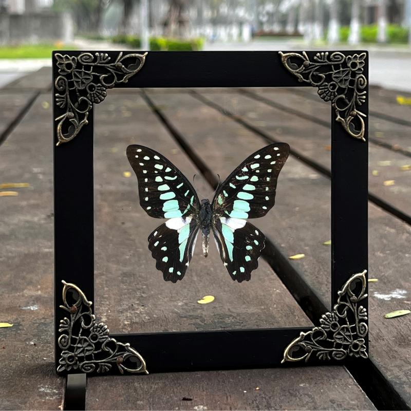 Framed Butterfly Moth Insect Dried Beetle Bug Oddities Curiousities Wall Hanging Home Decor Moody Gift Decoration