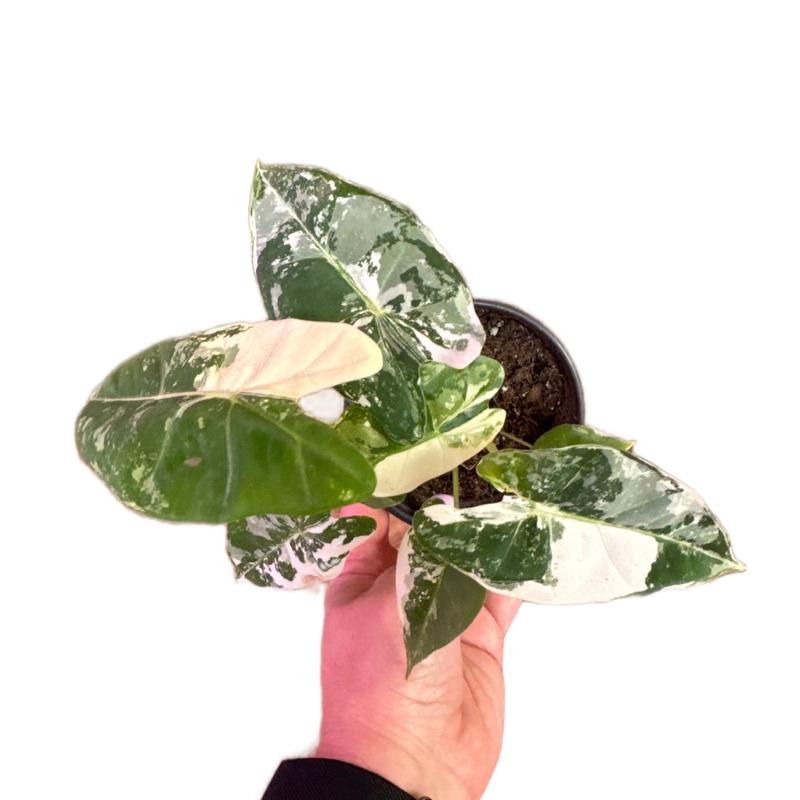 Alocasia Frydek Variegated 4” House Plants - Ideal for Home and Office