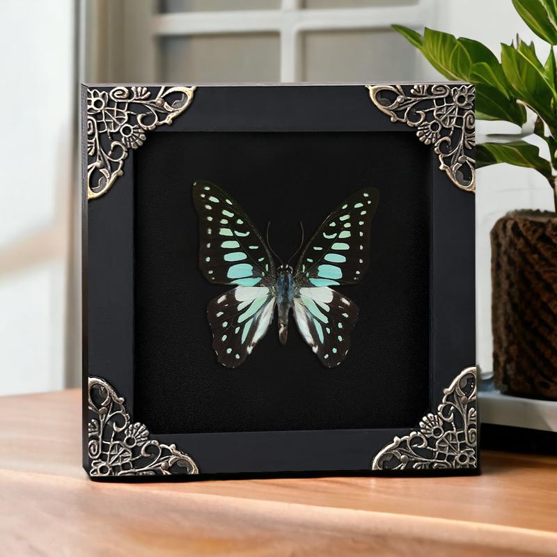 Framed Butterfly Moth Insect Dried Beetle Bug Oddities Curiousities Wall Hanging Home Decor Moody Gift Decoration