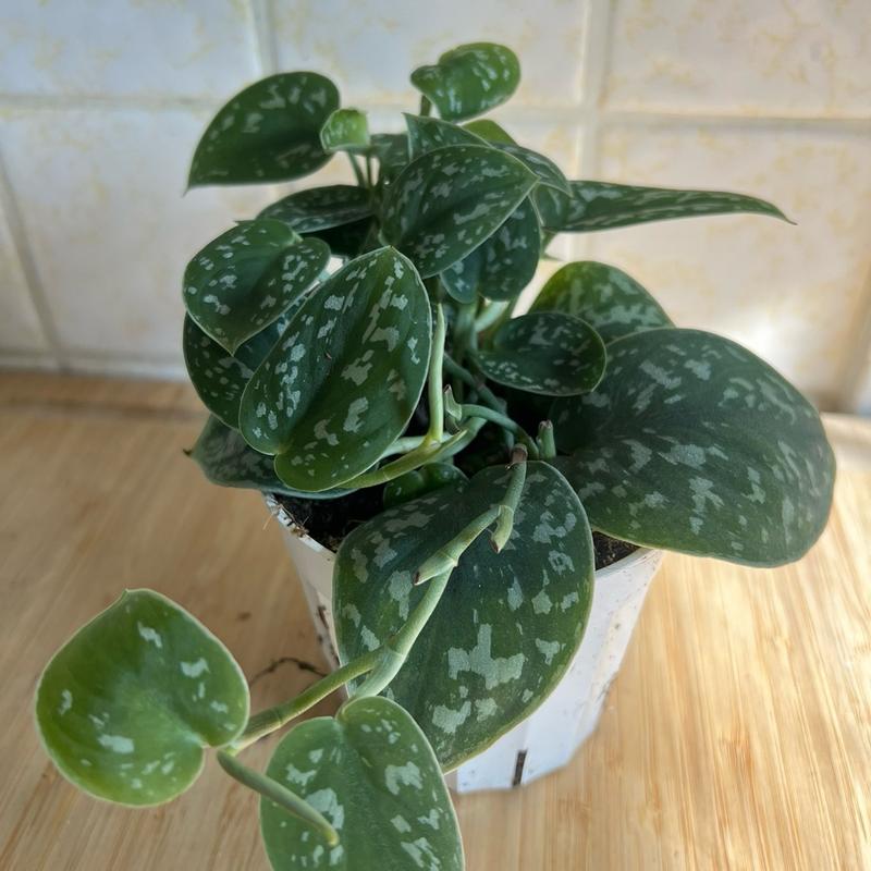 Pothos Satin Silver Splash in 4 inch pot