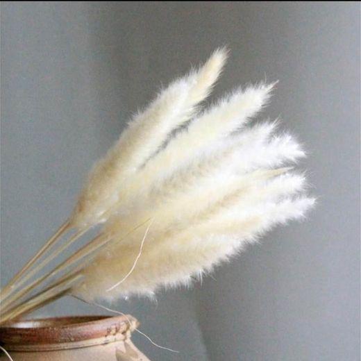 15 stems White Pampas Grass 23