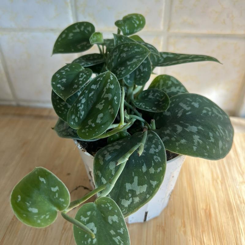 Pothos Satin Silver Splash in 4 inch pot