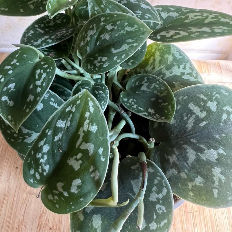 Pothos Satin Silver Splash in 4 inch pot