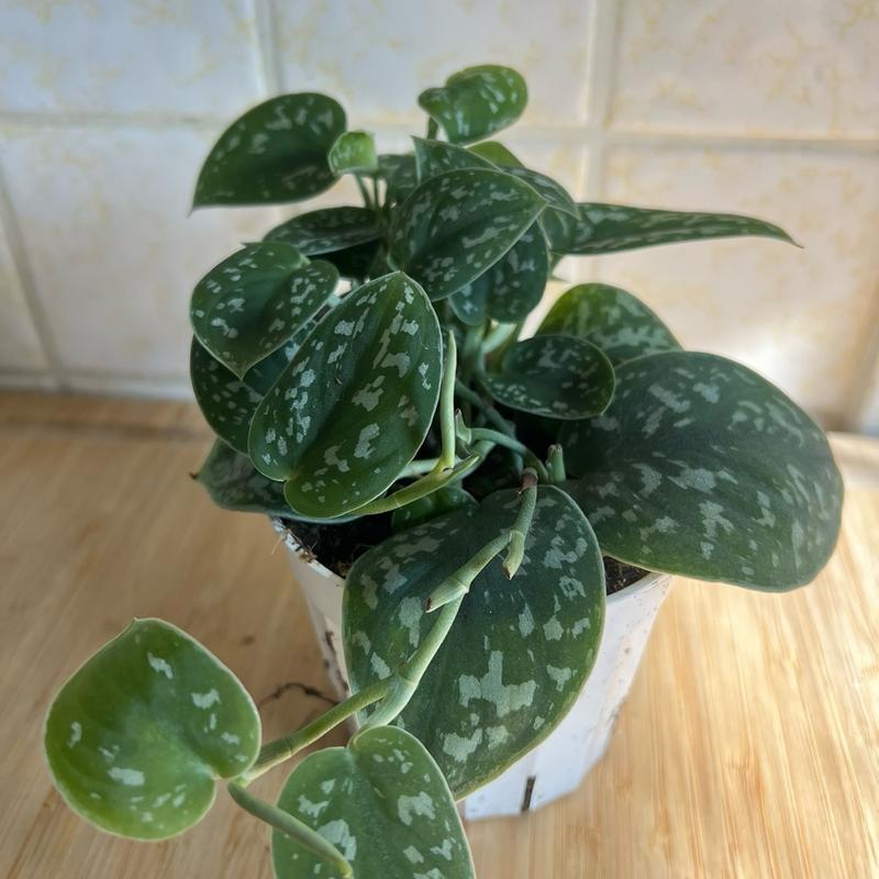 Pothos Satin Silver Splash in 4 inch pot