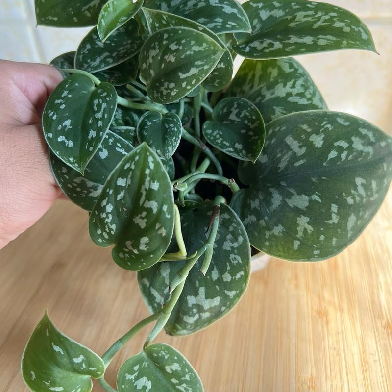 Pothos Satin Silver Splash in 4 inch pot