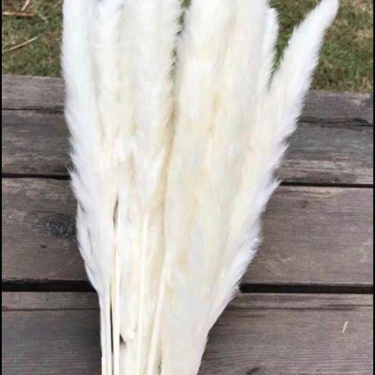 15 stems White Pampas Grass 23