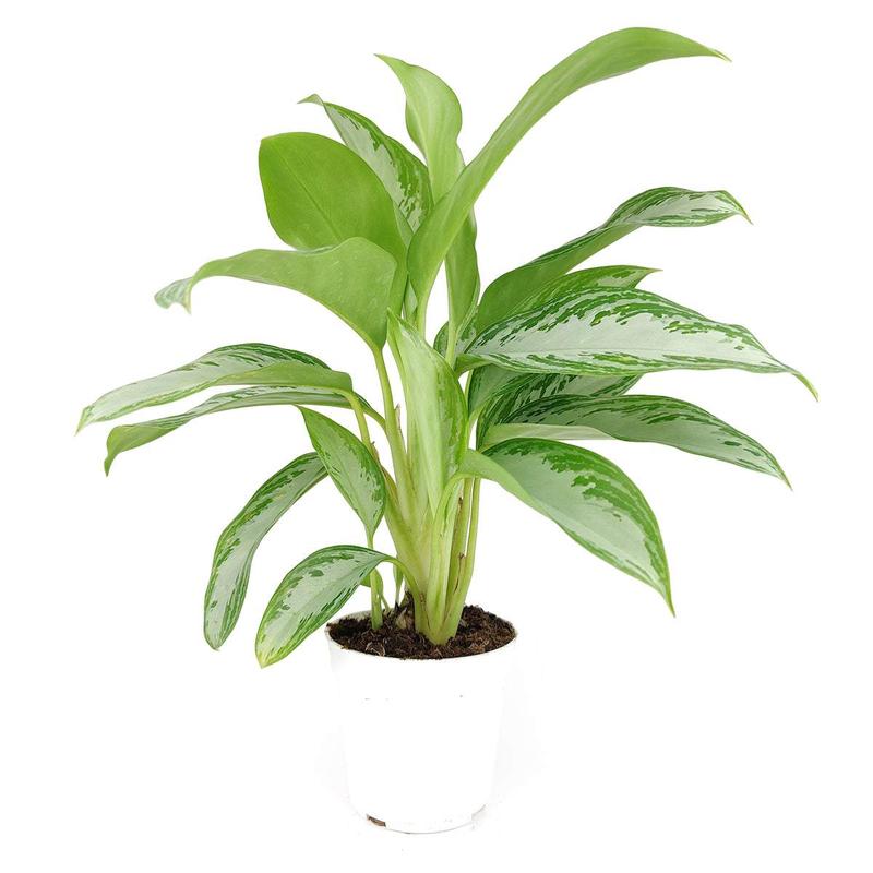 Chinese Evergreen Leprechaun