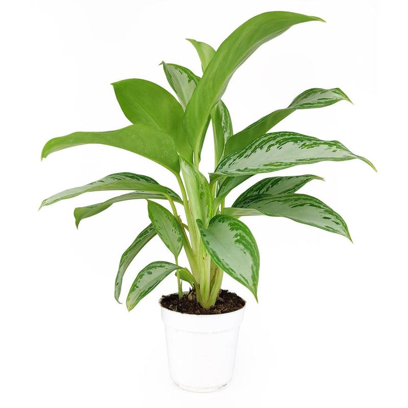 Chinese Evergreen Leprechaun