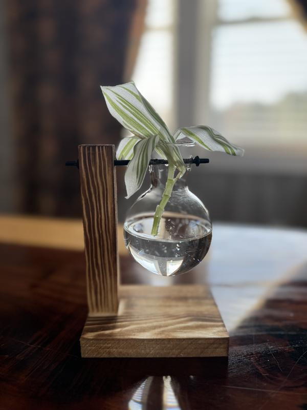 Plant Propagation Home Decor Glass and Wood base