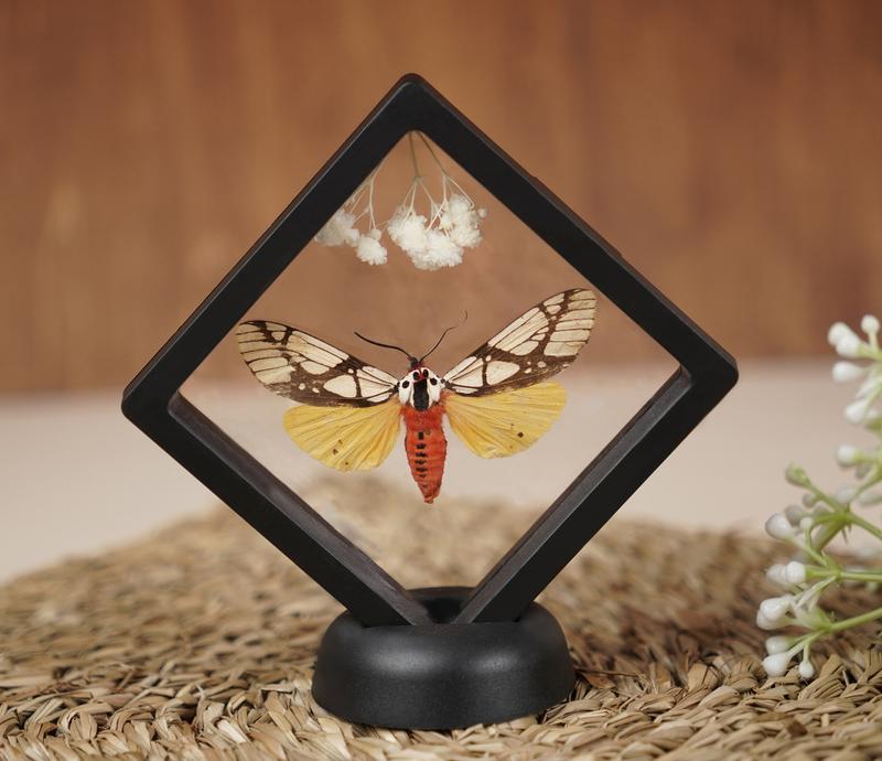 Butterfly Beetle Bug Specimen Flower Insect Dried Entomology Display Oddity Gift Hanging Display Home Room Decor Nature Plastic Minimalist Decoration