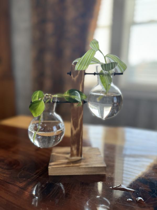 Plant Propagation Home Decor Glass and Wood base