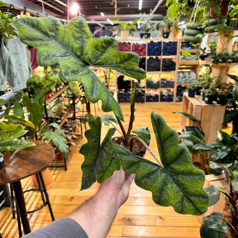 Alocasia Jacklyn, Live Tropical Plant, Unique Leaves, Colorful, Indoor Home Decoration, Dirtier Bag Soil Blend Recommended