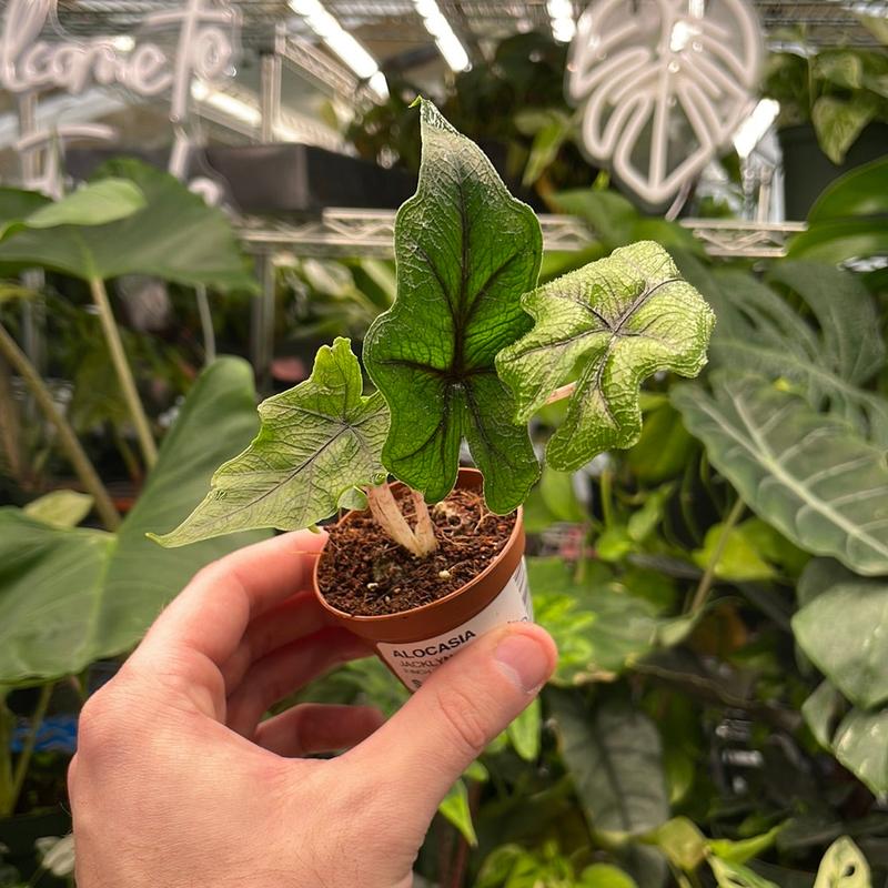 Alocasia Jacklyn, Live Tropical Plant, Unique Leaves, Colorful, Indoor Home Decoration, Dirtier Bag Soil Blend Recommended