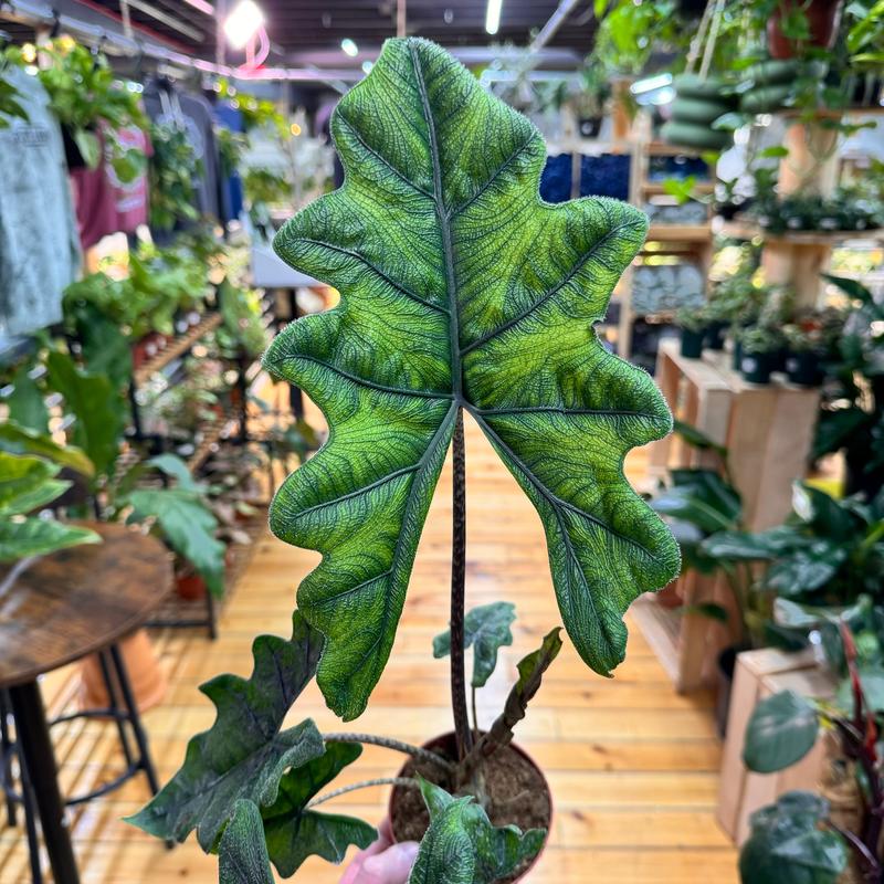 Alocasia Jacklyn, Live Tropical Plant, Unique Leaves, Colorful, Indoor Home Decoration, Dirtier Bag Soil Blend Recommended