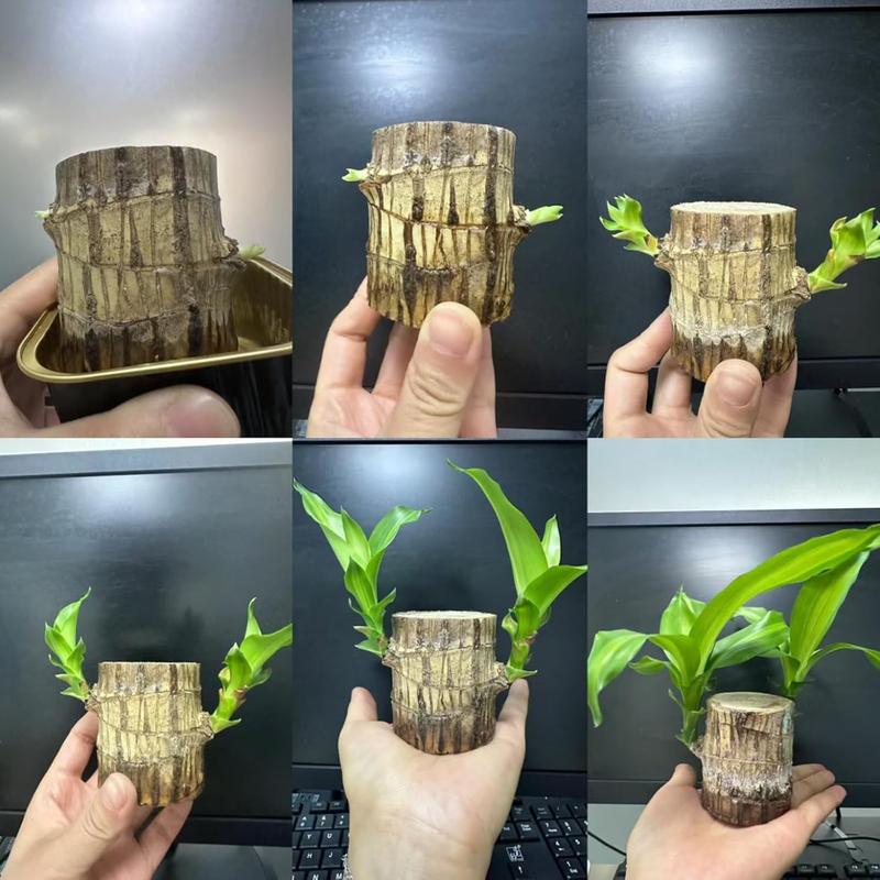 Live Mini Lucky Bamboo Wood Plant with Ceramic Tray, Buddha Statue for Indoor Outdoor Home Decor, Purifies Air brazilian lucky