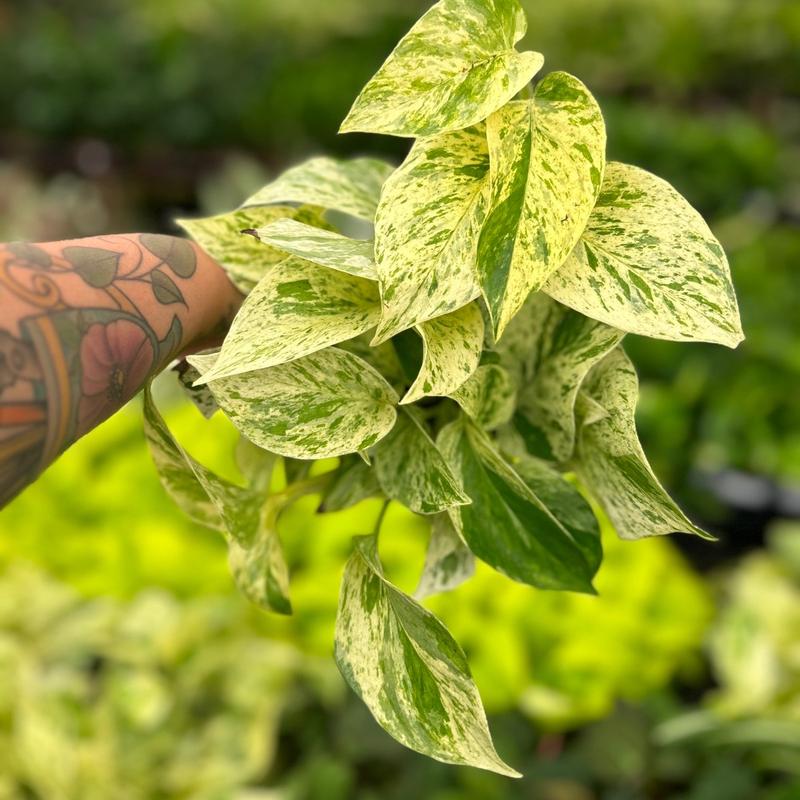 Snow queen pothos