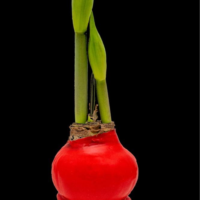 Large Waxed Red Blooming Amaryllis Bulbs - Red Dipped Bulbs - Biggest and Healthiest Wax Amaryllis