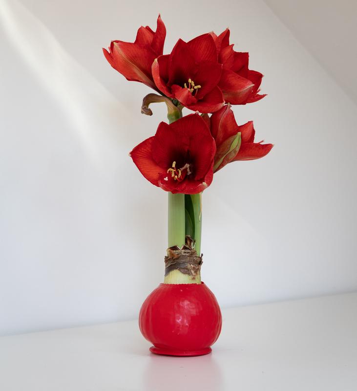 Large Waxed Red Blooming Amaryllis Bulbs - Red Dipped Bulbs - Biggest and Healthiest Wax Amaryllis