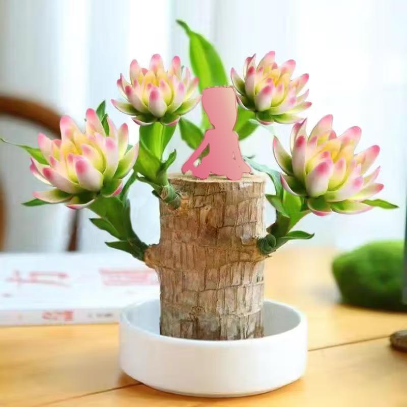 Brazilian lucky trees, bring you luck and increase wealth, mysterious doll with base, easy to grow indoors brazilian lucky wood Decor Ornaments