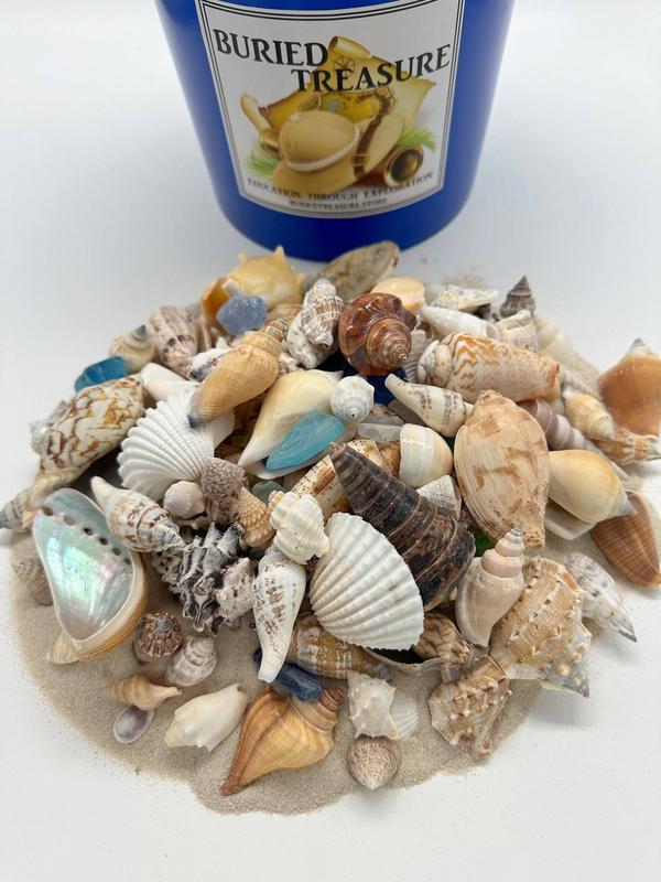 1 GALLON SEASHELL MINING BUCKET