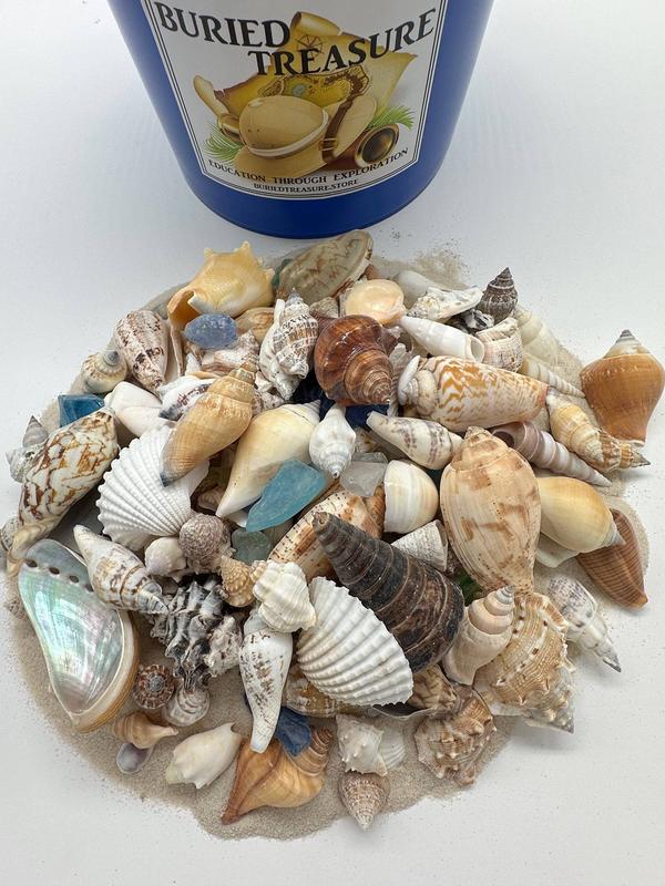 1 GALLON SEASHELL MINING BUCKET