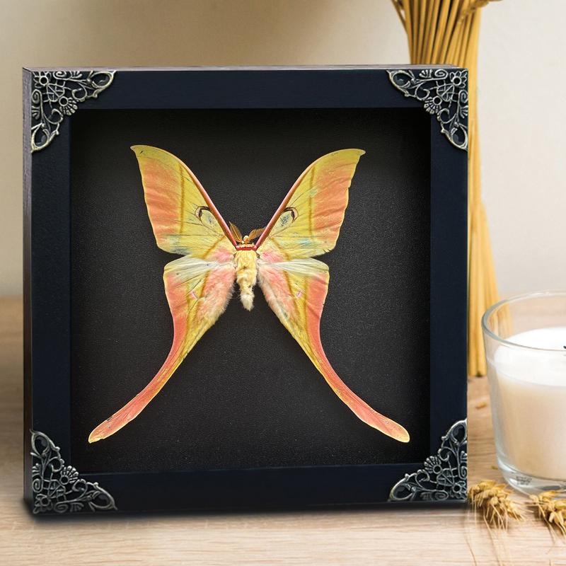 Luna Moth Maenas Entomology Specimen Insect Dried Butterfly Gift Shadow Box Display Wall Hanging Home Decor Nature Decoration