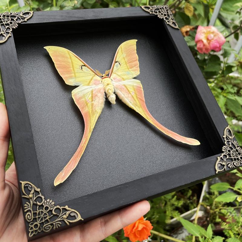 Luna Moth Maenas Entomology Specimen Insect Dried Butterfly Gift Shadow Box Display Wall Hanging Home Decor Nature Decoration