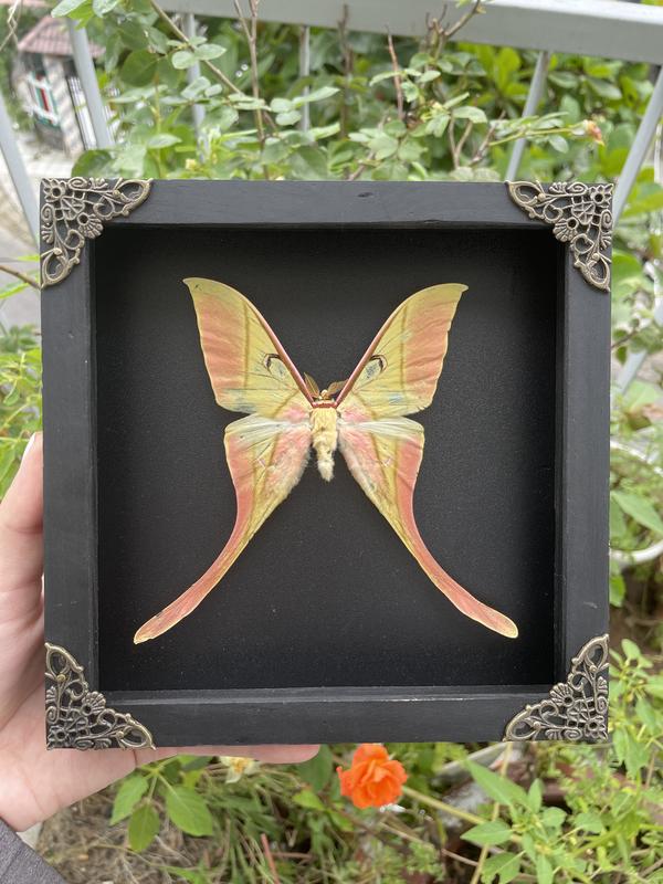 Luna Moth Maenas Entomology Specimen Insect Dried Butterfly Gift Shadow Box Display Wall Hanging Home Decor Nature Decoration